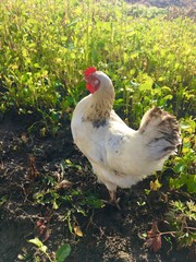 white chicken on the grass