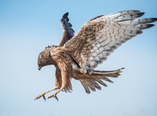 Fascinating low angle shot of a New Zealand wild hawk in the process of landing