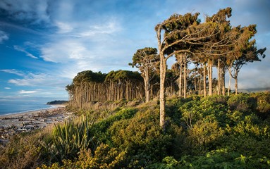 Atemberaubende Aufnahme der Westküste der Südinsel Neuseelands mit riesigen Bäumen neben der Küste