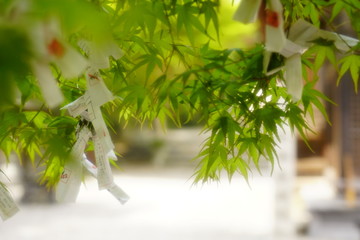 Fototapeta premium 神社