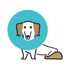 犬　ポーズ　表情　１匹　エリザベス　ミニチュアダックスフンド