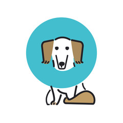 犬　ポーズ　表情　１匹　エリザベス　ミニチュアダックスフンド