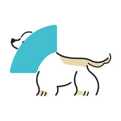 犬　ポーズ　表情　１匹　エリザベス　アメリカンコッカースパニエル