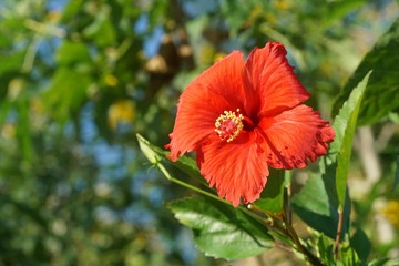 red Hibiscus syriacus flower in nature garden