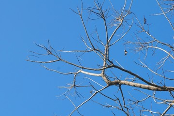 dry branch tree in nature garden