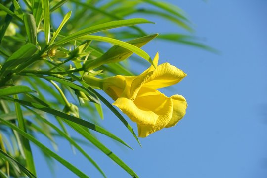 yellow cascabela thevetia flower in nature garden