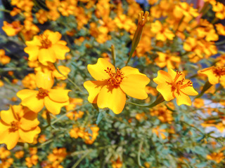 Yellow flowers in my trip walk