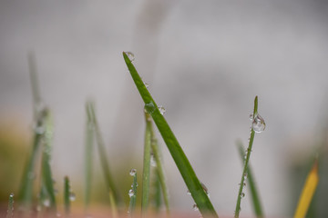 pasto con gotas de agua 