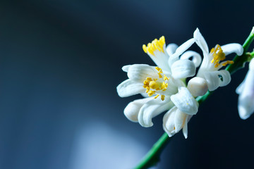 Macro view of beautiful white Meyer lemon tree blossoms with defocused background