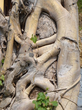 roots of bansai tree in  a park