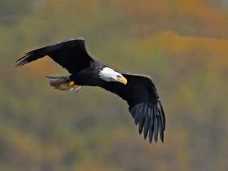 Bald Eagle in Flight