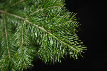 Christmas green spruce branch on black background