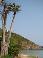 Palm trees on the beach