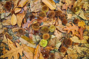 Chestnuts fallen to the ground on a carpet of dead leaves