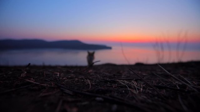 Slow motion. Wild fox runs up into the dense to the camcorder at dawn in the field.