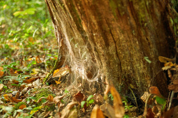 Toile d'araignée au pied d'un tronc d'arbre, dans les bois, en automne