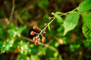 Branche de roncier et ses petites baies  sauvages, encore rouges, dans les bois
