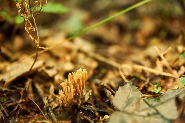 Clavaire droite, champignon de forme arborescente