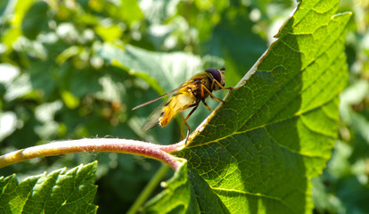 Wasp close-up on a leaf. Flower fly babbling on the bushes in the garden.