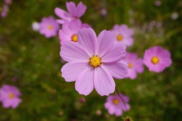 Obraz premium Llilas silvestres