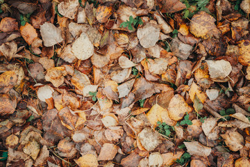 Autumn foliage after a hot summer. Nature, forest, autumn.