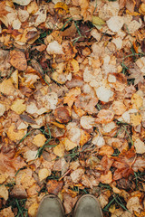 Autumn foliage after a hot summer. Nature, forest, autumn.