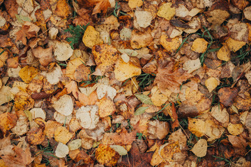 Autumn foliage after a hot summer. Nature, forest, autumn.