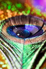 vertical macro photo of peacock feather with water drop on yellow background