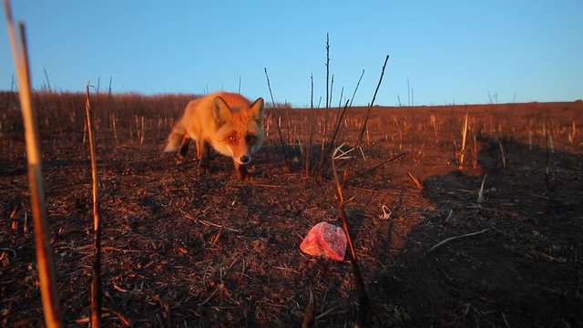 A wild fox sneaks up on a piece of meat at dawn in a field.