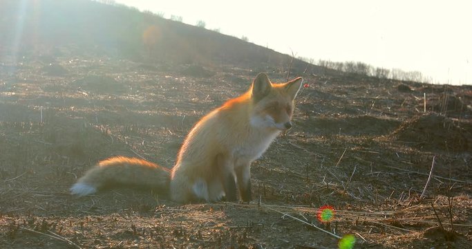 Wild red fox sits in the field. A fox sits in the field at dawn.