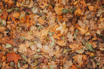 Autumn foliage after a hot summer. Nature, forest, autumn.