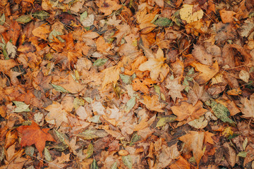 Autumn foliage after a hot summer. Nature, forest, autumn.