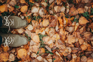 Autumn foliage after a hot summer. Nature, forest, autumn.