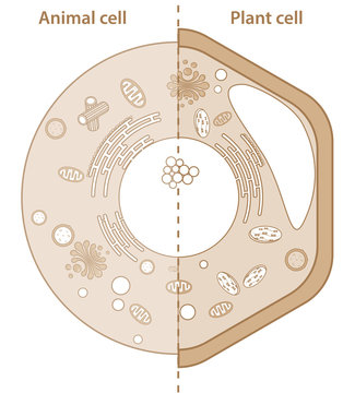 Comparison between plant and animal cells showing different organelles. High resolution eukaryotic cell illustration