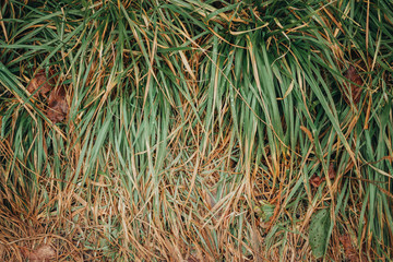 Autumn backgrounds and textures. Grass. Path in the autumn forest.