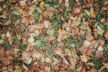 Autumn foliage after a hot summer. Nature, forest, autumn.