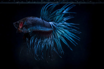 Fighting fish (Betta splendens) Fish with a beautiful