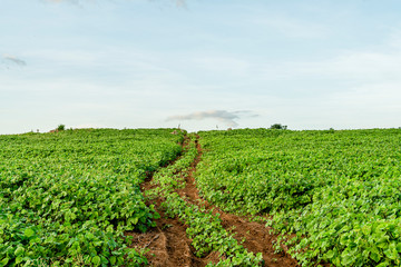 Fototapeta na wymiar The Mung bean crop in agriculture garden with road and sky