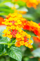 Beautiful Colorful Hedge Flower, Weeping Lantana, Lantana camara Linn