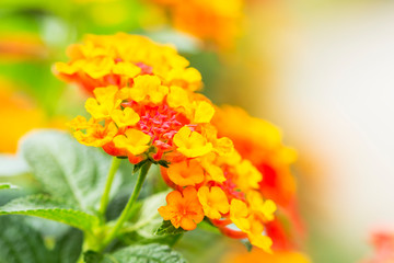 Beautiful Colorful Hedge Flower, Weeping Lantana, Lantana camara Linn
