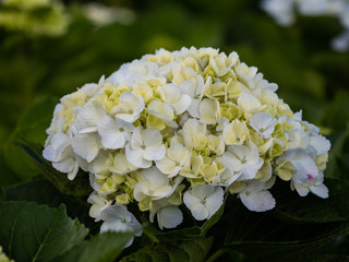 a beautiful hydrangea in the garden