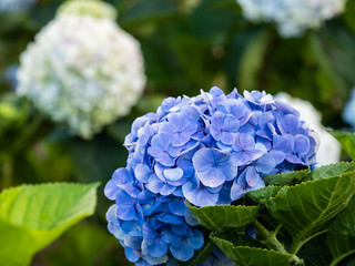 a beautiful hydrangea in the garden