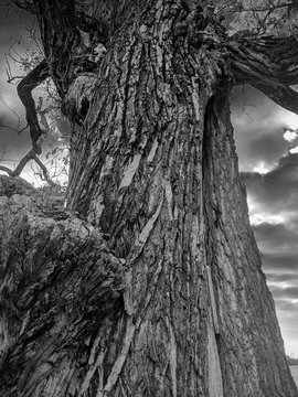 Twisted Lone Tree Rising from the Shadows