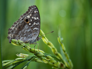 Brown butterfly in the rice field