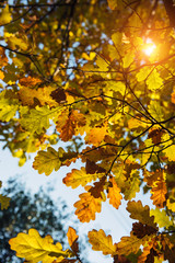 Fototapeta na wymiar Yellow oak leaves glow in the sun on a warm autumn day. Oak branches close-up, vertical image. Beautiful natural backgrounds, Wallpaper.