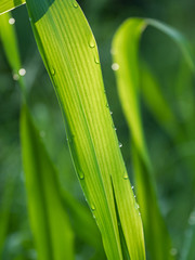 dew on a green grass in the morning