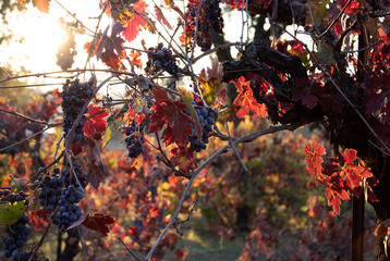 autumn leaves grapes 