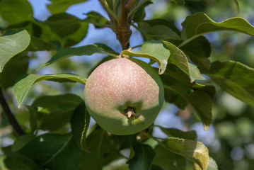 Red Ripe apples on a branch on a background of green foliage. Close-up on a sunny day