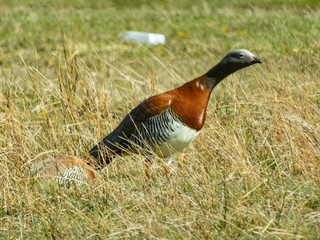 wild duck on grass