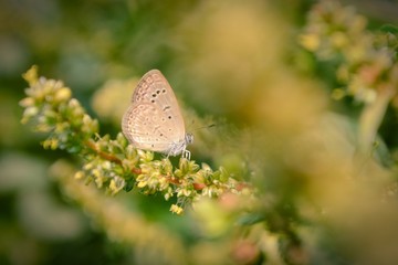 Close-up of a butterfly on flower